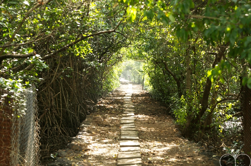 Salim Ali bird sanctuary, Chorao 
